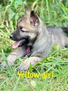 Yellow Girl